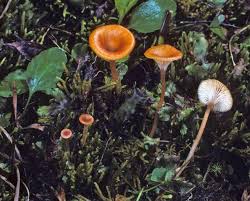 Attēlu rezultāti vaicājumam “Hygrocybe cantharellus”