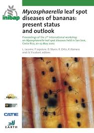 Attēlu rezultāti vaicājumam “Mycosphaerella millegrana”