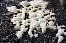 Attēlu rezultāti vaicājumam “Fuligo septica var. candida spores”