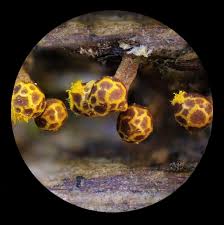 Attēlu rezultāti vaicājumam “Badhamiopsis praetermissa macro”