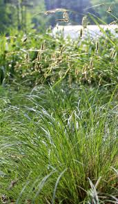 Attēlu rezultāti vaicājumam “Carex pilosa leaf”