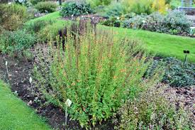 Image result for Alonsoa liniflora