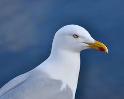 Attēlu rezultāti vaicājumam “Larus argentatus”