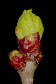 Attēlu rezultāti vaicājumam “Crataegus laevigata bud”