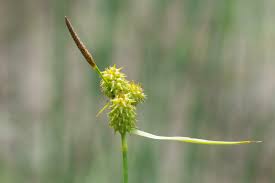 Attēlu rezultāti vaicājumam “Carex lepidocarpa”
