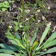 Attēlu rezultāti vaicājumam “Alisma lanceolatum”