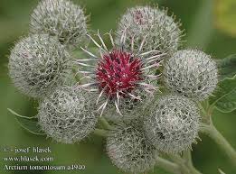 Attēlu rezultāti vaicājumam “Arctium tomentosum”