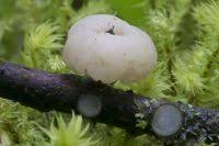 Attēlu rezultāti vaicājumam “Cudoniella clavus”