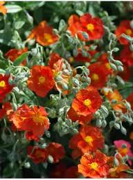Attēlu rezultāti vaicājumam “Helianthemum x hybridum flower”