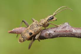 Attēlu rezultāti vaicājumam “Rhagium mordax”