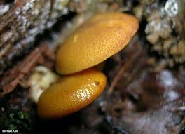 Attēlu rezultāti vaicājumam “Tricholomopsis decora”