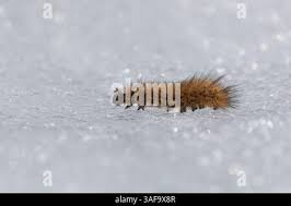 Attēlu rezultāti vaicājumam “Phragmatobia fuliginosa larva”