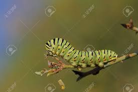 Attēlu rezultāti vaicājumam “Papilio machaon larva”