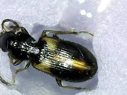 Attēlu rezultāti vaicājumam “Acupalpus flavicollis”