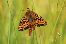 Attēlu rezultāti vaicājumam “Boloria aquilonaris underside”