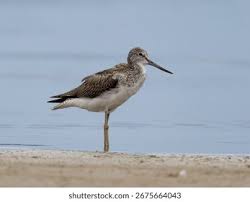 Attēlu rezultāti vaicājumam “Tringa nebularia”