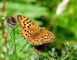 Attēlu rezultāti vaicājumam “Argynnis adippe female”