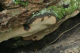 Attēlu rezultāti vaicājumam “Phellinus nigrolimitatus”