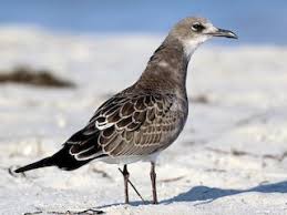 Attēlu rezultāti vaicājumam “Lycogala maculatum sessile”