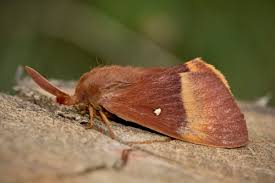 Attēlu rezultāti vaicājumam “Lasiocampa quercus imago”