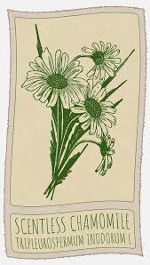 Attēlu rezultāti vaicājumam “Tripleurospermum inodorum flower”