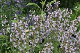 Image result for Salbei