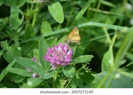 Attēlu rezultāti vaicājumam “Thymelicus lineola female”