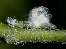 Attēlu rezultāti vaicājumam “Psylla alni”