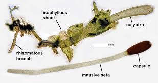 Attēlu rezultāti vaicājumam “Homomallium incurvatum sporophyte”