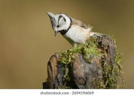 Attēlu rezultāti vaicājumam “Lophophanes cristatus adult”