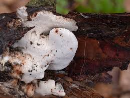 Attēlu rezultāti vaicājumam “Postia leucomallella”