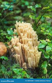 Attēlu rezultāti vaicājumam “Ramaria formosa”