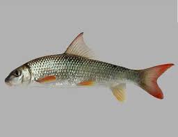 Image result for Moxostoma carinatum