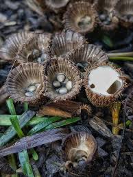 Attēlu rezultāti vaicājumam “Cyathus striatus”