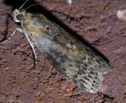 Attēlu rezultāti vaicājumam “Sciota adelphella”