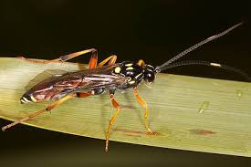 Attēlu rezultāti vaicājumam “Ichneumonidae”