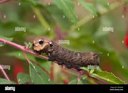 Attēlu rezultāti vaicājumam “Deilephila elpenor larva”