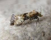 Attēlu rezultāti vaicājumam “Eupoecilia angustana”