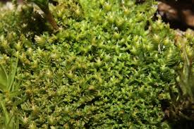 Attēlu rezultāti vaicājumam “Tritomaria”