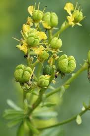 Image result for Ruta graveolens