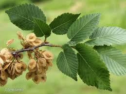 Attēlu rezultāti vaicājumam “Ulmus minor”