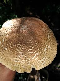 Attēlu rezultāti vaicājumam “Lepiota aspera”