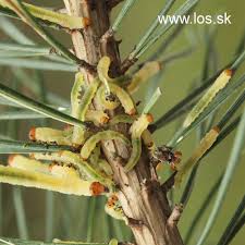 Attēlu rezultāti vaicājumam “Diprion pini”