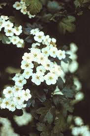 Attēlu rezultāti vaicājumam “Crataegus laevigata leaf”