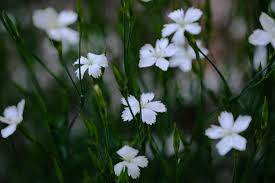Attēlu rezultāti vaicājumam “Dianthus deltoides bud”
