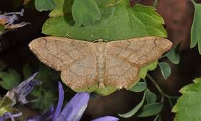 Attēlu rezultāti vaicājumam “Idaea aversata”