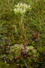Attēlu rezultāti vaicājumam “Jovibarba globifera flower”