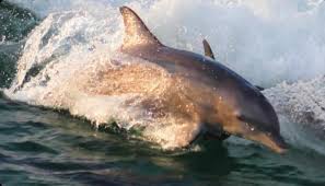 Image result for Belfairs Dolphins Snorkelling Club