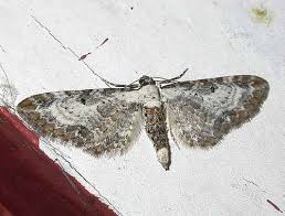 Attēlu rezultāti vaicājumam “Eupithecia succenturiata”