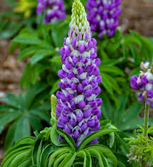 Attēlu rezultāti vaicājumam “Lupinus polyphyllus leaf”